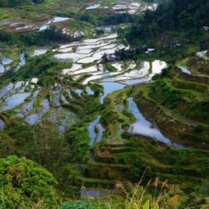 RIce Terraces, Banaue