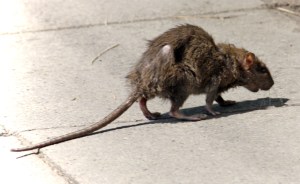 Feral Rat 